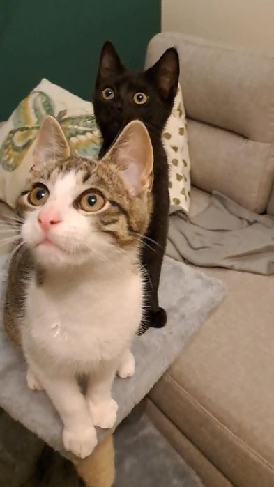 Uroczy dwupak szuka domu!