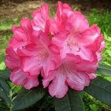 Рододендрон и азалия саженцы