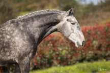 Quinas cavalo Lusitano de sonho