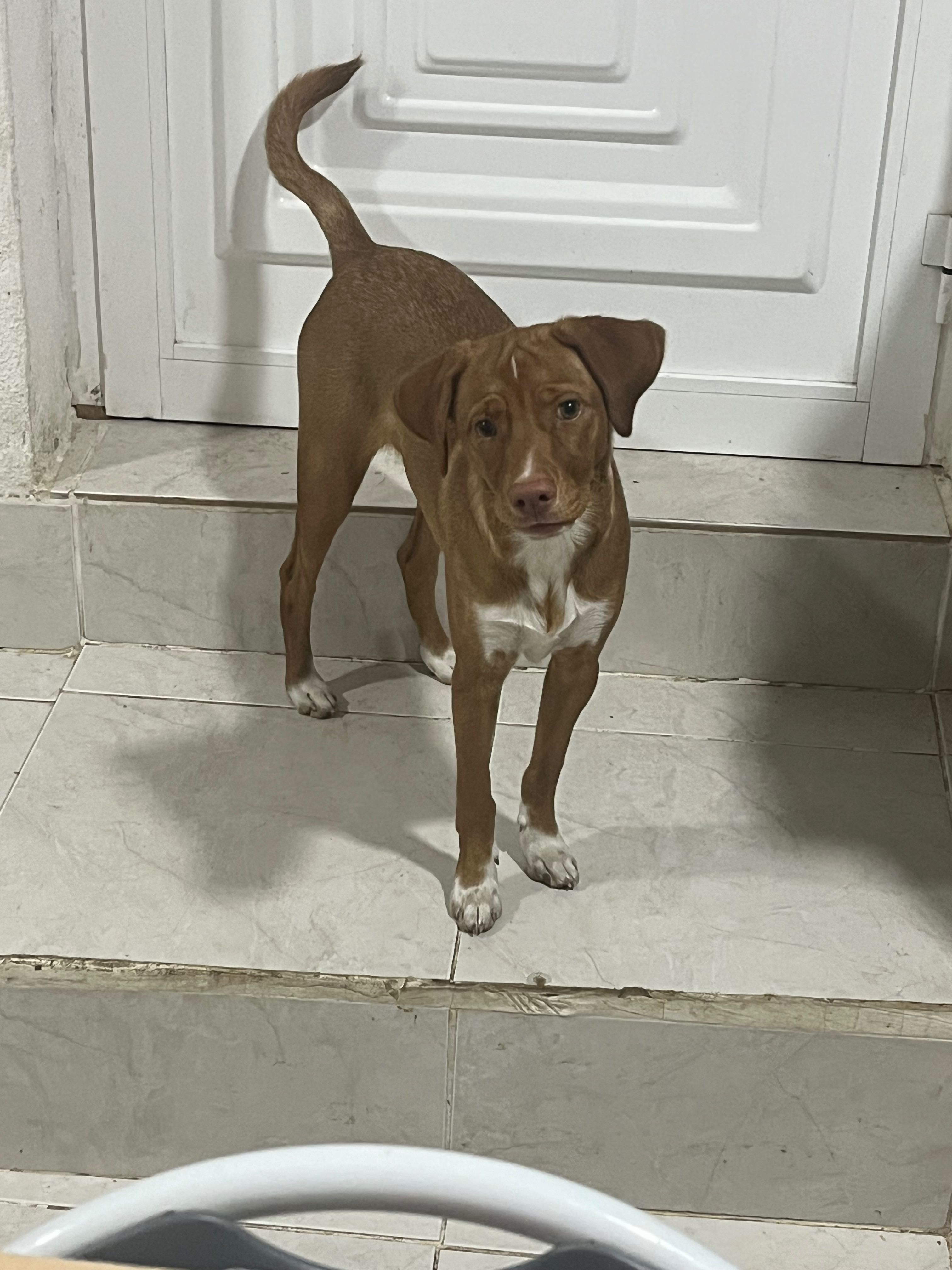 Cadela porte médio adoção responsável