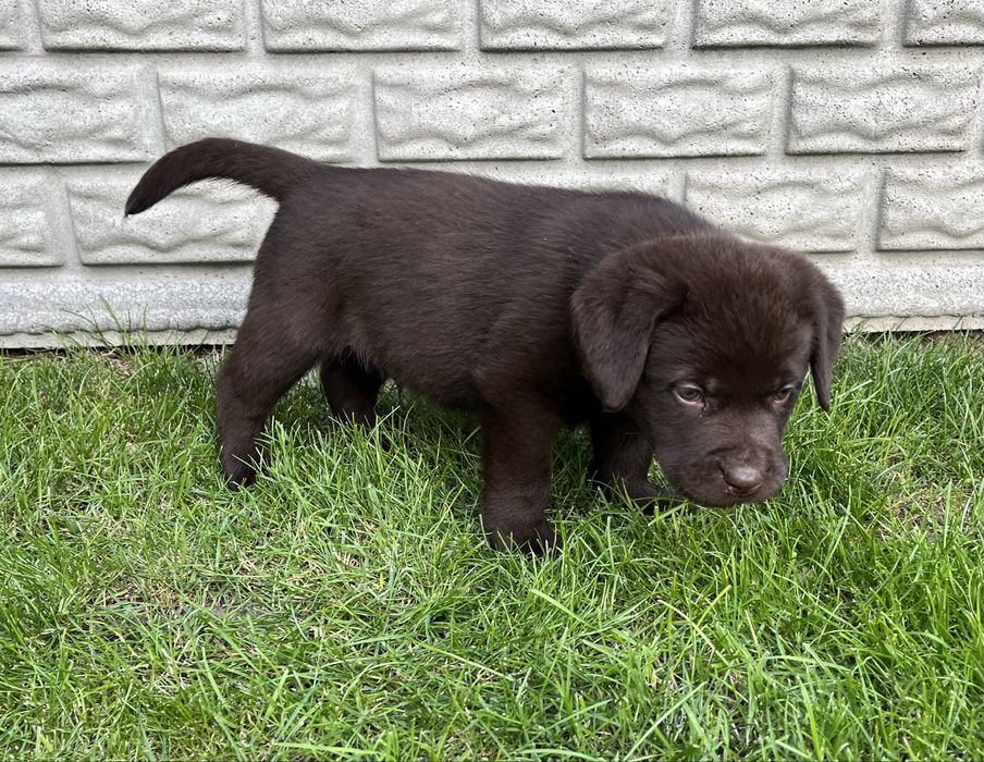 Labrador Retriever czekoladowa suczka