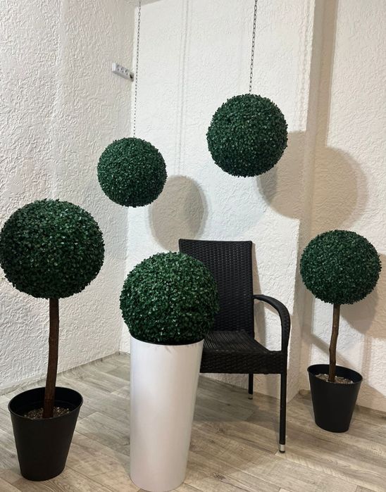 Самшит  декоративный, для офиса,дома