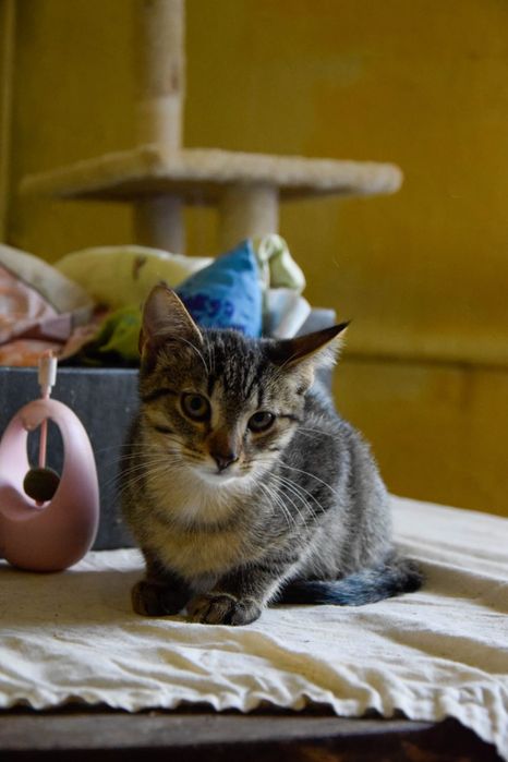 Felek Fenek trzy miesiące mogą iść razem osobno też