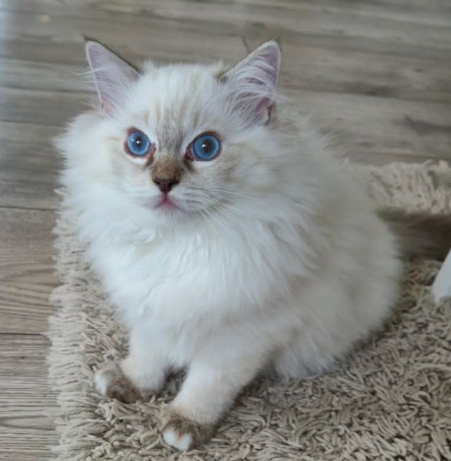 Kocurek rasy Ragdoll rodowód FPL