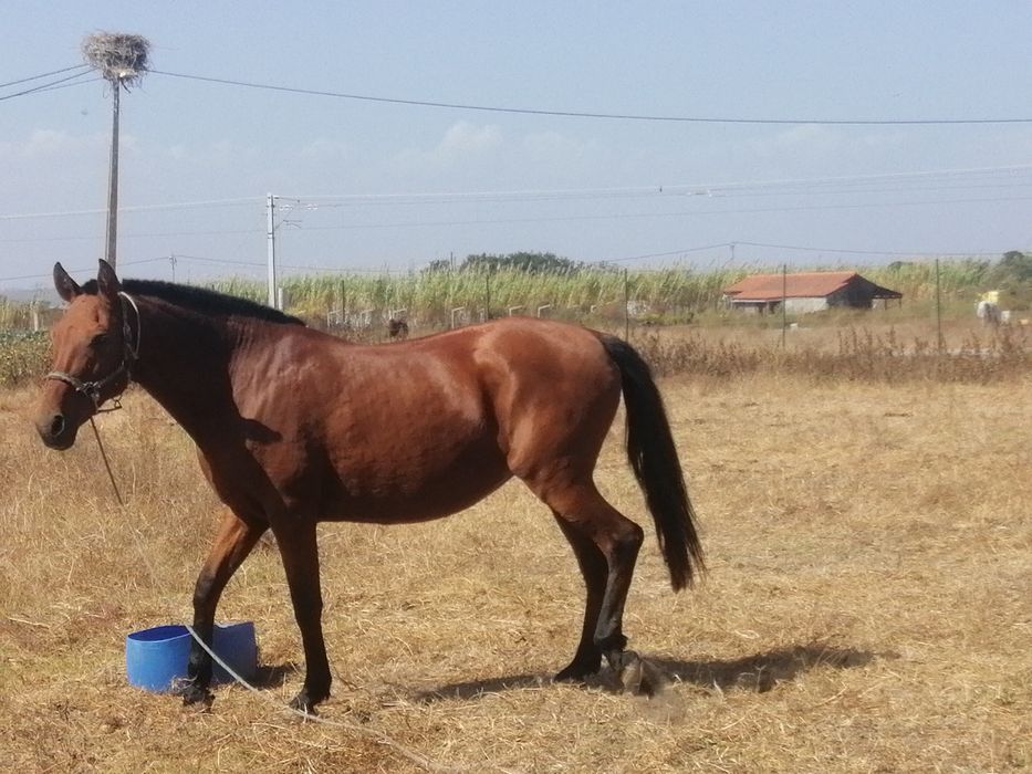 Egua bem montada e mansa