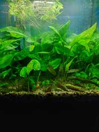 Продам аквариумные растения от  15гр
