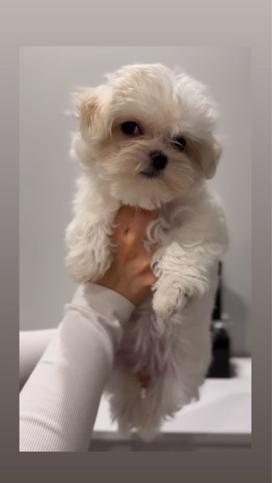 Maltanka z rodowodem - mama medalistka, tata champion Polski