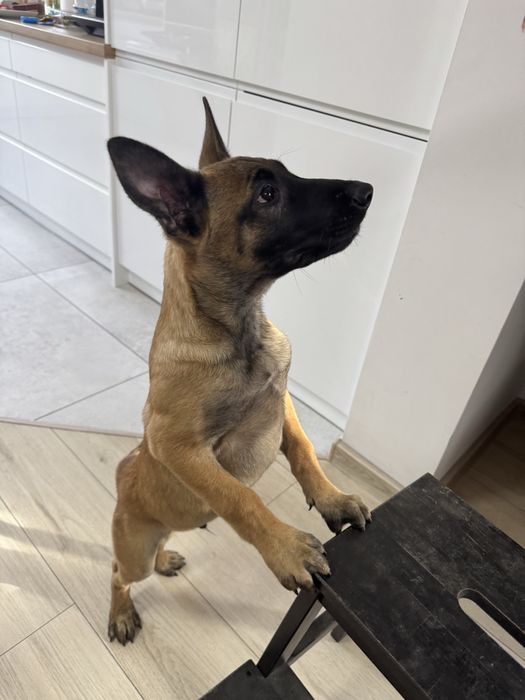 Artego Szczeniak Owczarek Belgijski Malinois FCI