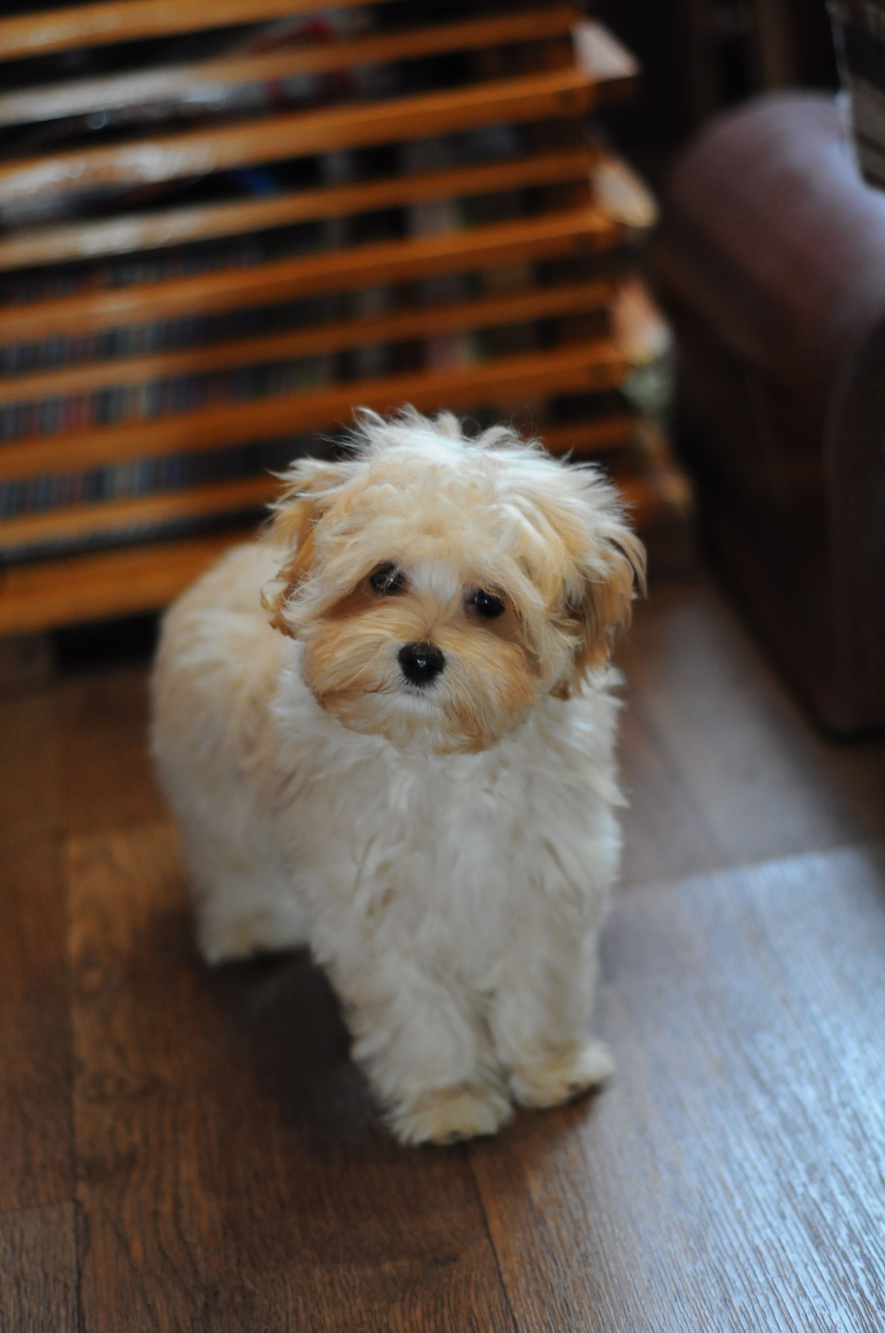 Шикарна супер міні дівчинка Мальтіпу, 7 міс, Maltipoo F1