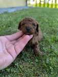 Pudel toy Red Brown Chińczyk do rezerwacji