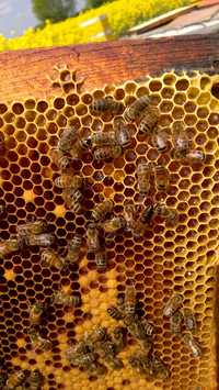 Sprzedam rodziny pszczele z matką z 2023 roku
