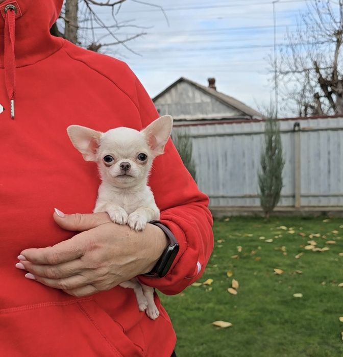 Надзвичайні красунчики чихуахуа.