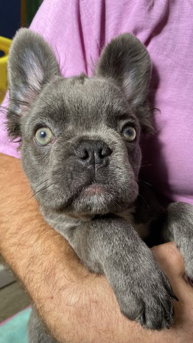 Французский бульдог