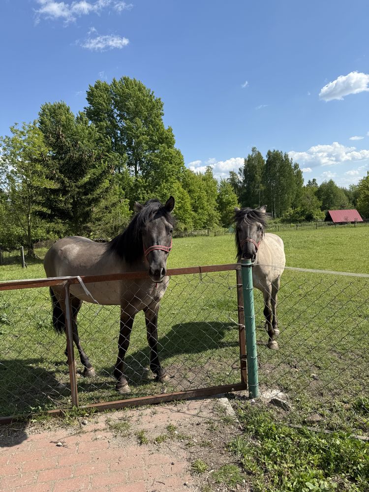 Koniki polskie na sprzedaż