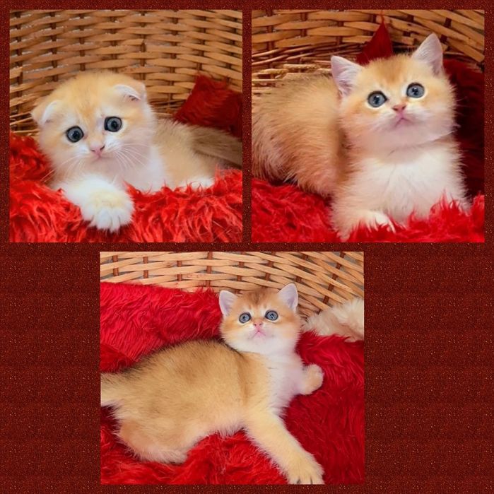 Дууже класнючі малюки золотої шиншили