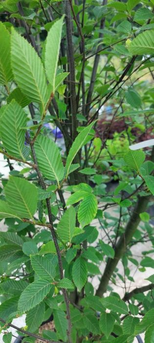 Grab pospolity / Carpinus betulus 'Fastigiata'