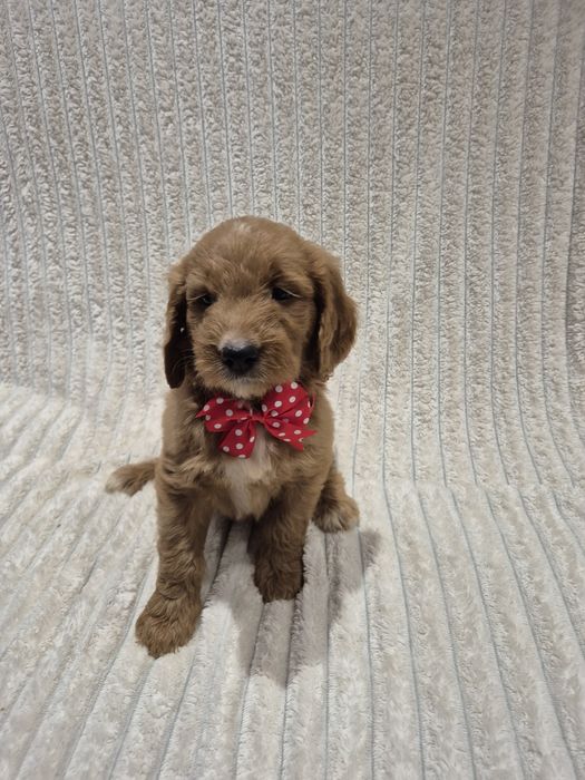 Goldendoodle f1 standard