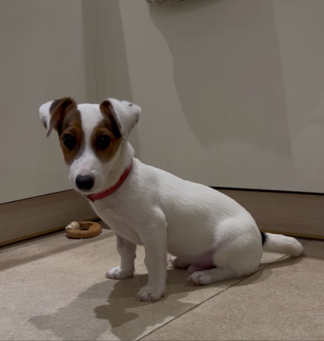 Jack Russell Terrier
