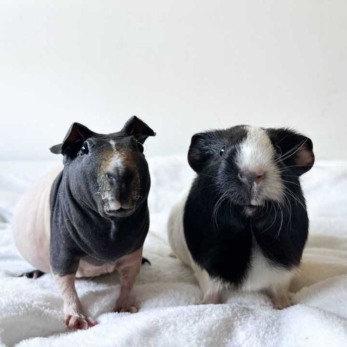 Тёпленькие и гладенькие очаровашки морские свинки Скинни