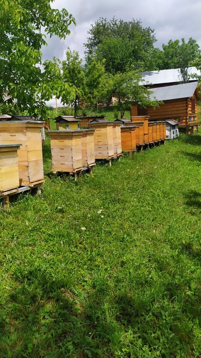 Високогірний лісовий мед зібраний високо в горах Гуцульщини уро 2025 р