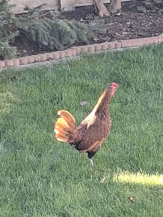 Kurki Sebrytki złote