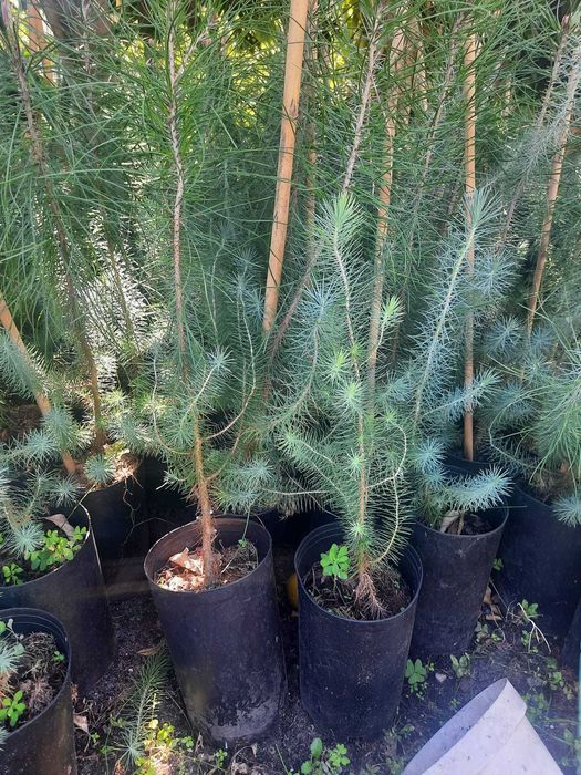 Pinheiro manso ( Pinus Pinea) - vários tamanhos