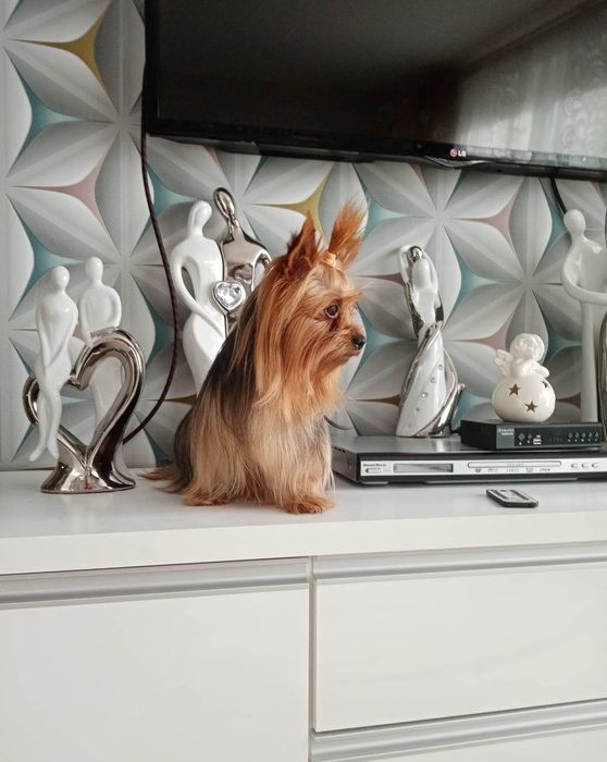 Suczka Yorkshire Terrier Miniaturka