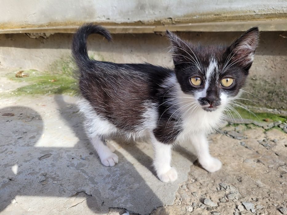 Котята в добрые руки бесплатно