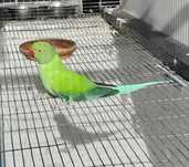 Ring neck Macho Opalino