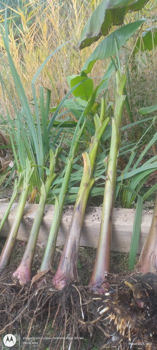 Musa basjoo - banan japoński. Może zimować w ogrodzie.