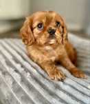 Cavalier King Charles Ruby