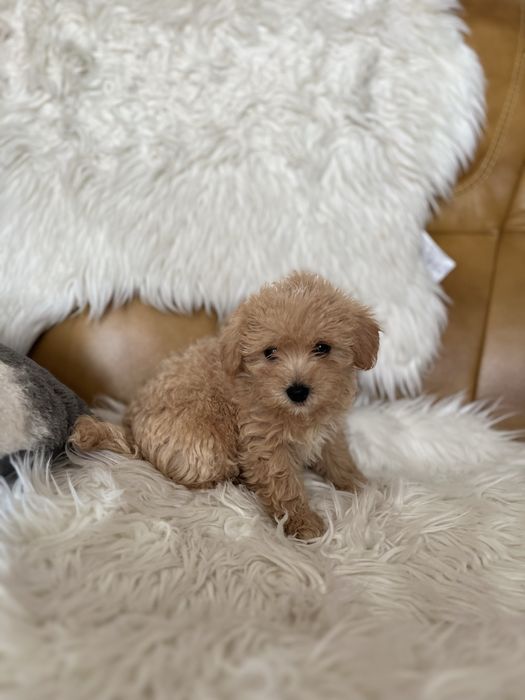 Maltipoo- piesek
