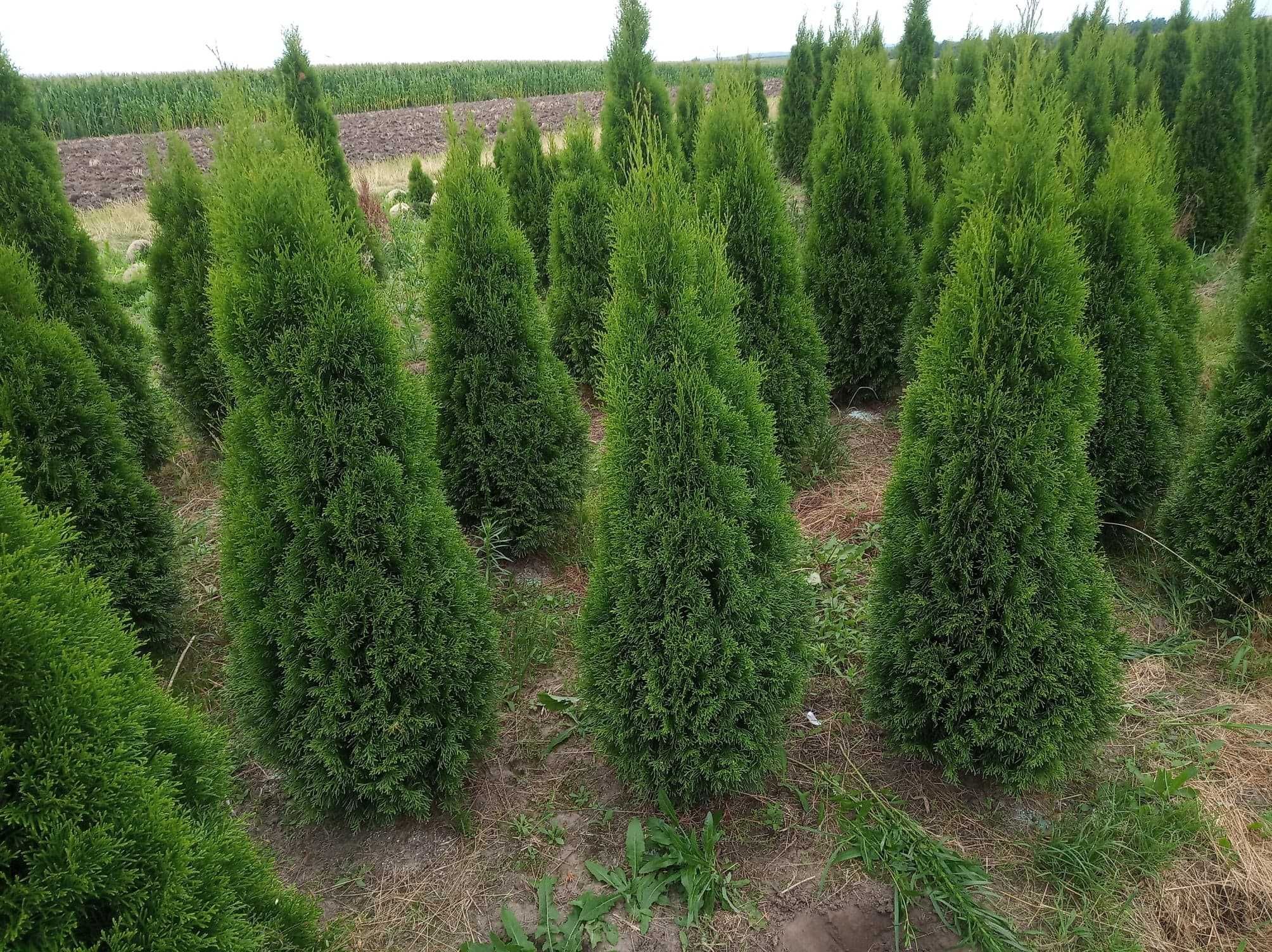 Tuja brabant, szmaragd 80 do 300cm, żywopłot sadzimy, dowozimy