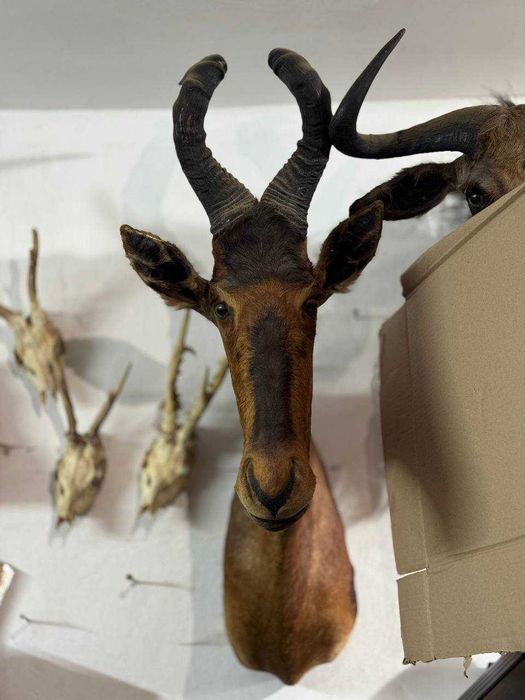 Голова Червоного Конгоні - Чучело