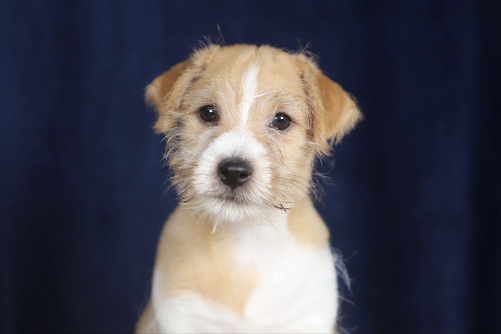 Piesek Jack Russell terrier ZKWP/FCI szorstkowlosy