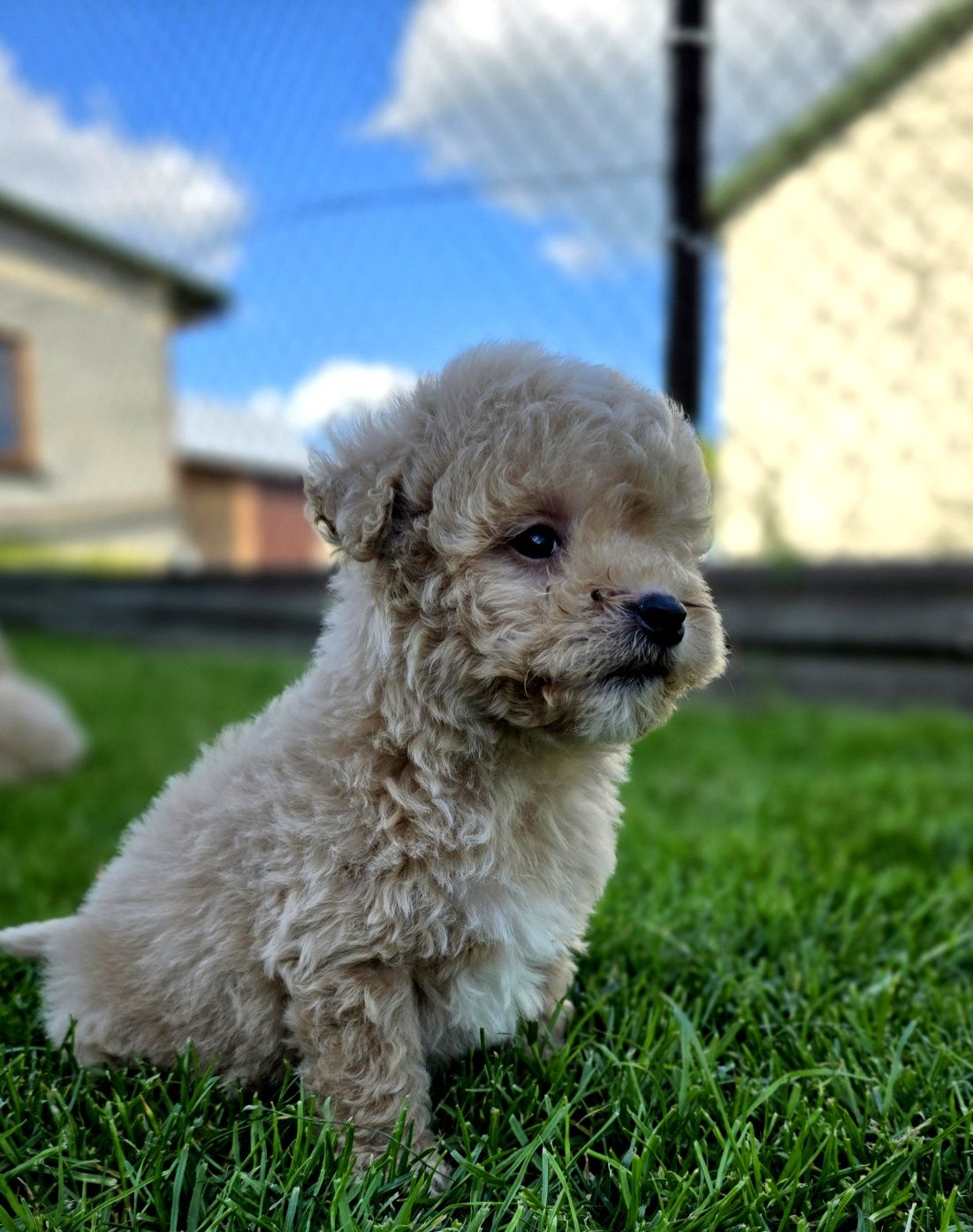 Malti bichpoo  piesek