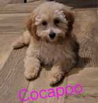 Cudna sunia cocapoo