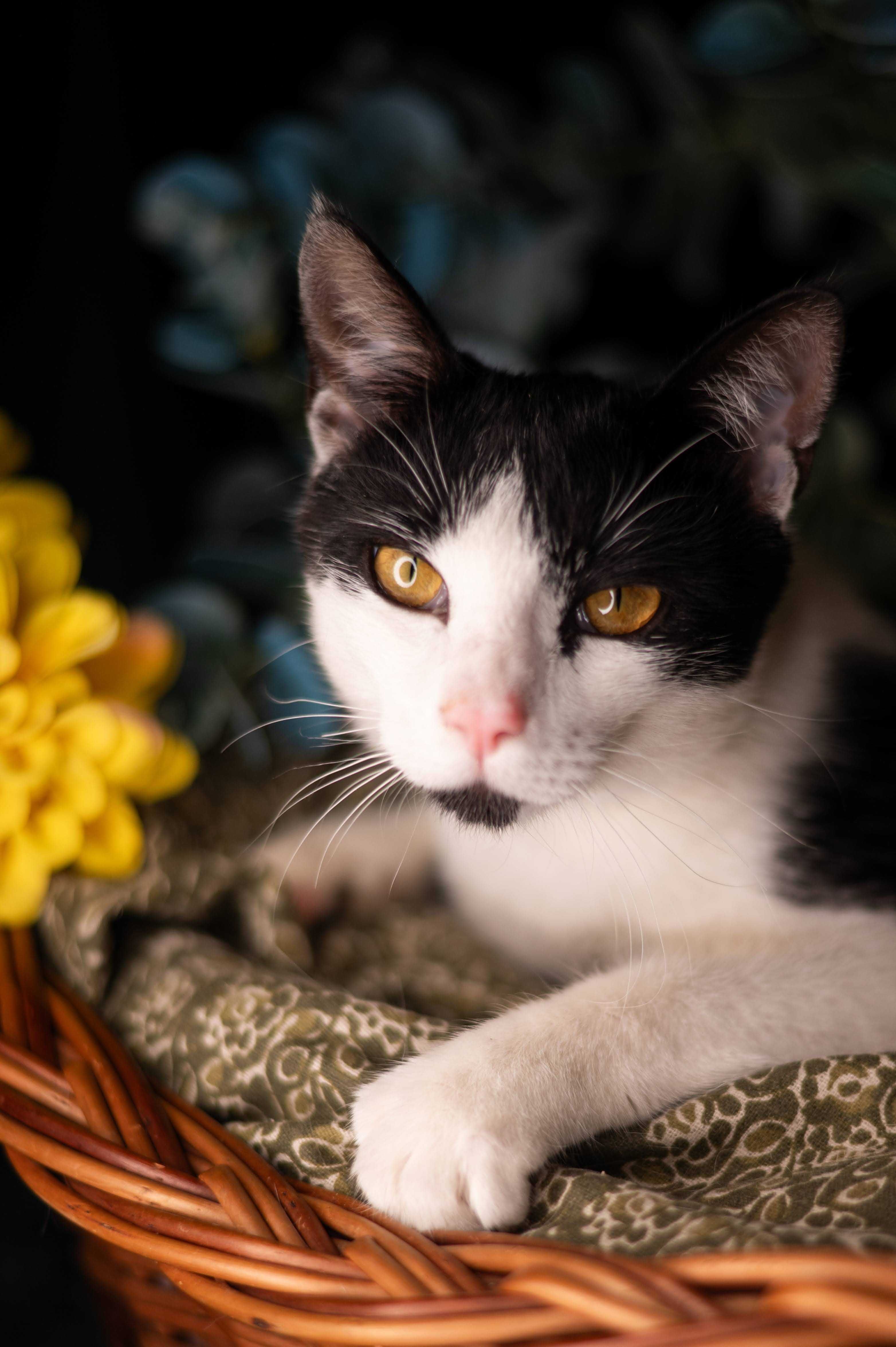 PICASSO kocur do adopcji