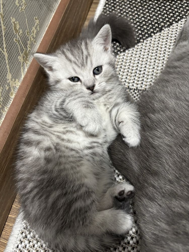 Британські кошенята.