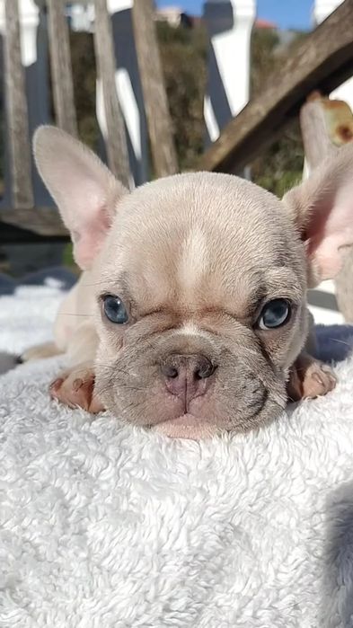 Bulldog francês  macho excelente