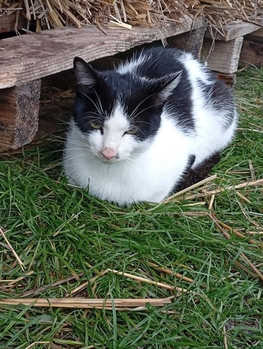 Oddam kociche za darmo i kotki 2 młode  te co na zdjęciu