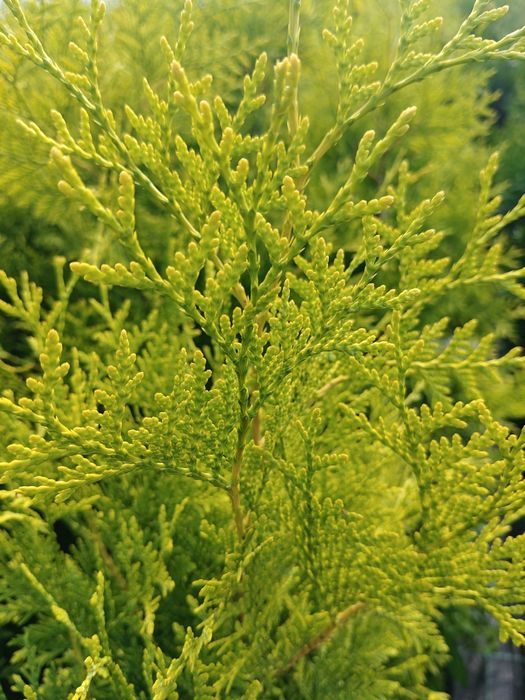 Żywotnik zachodni 'Salland', Thuja Salland, doniczka 100-110 cm.
