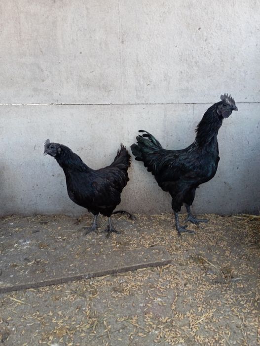 Ayam cemani para