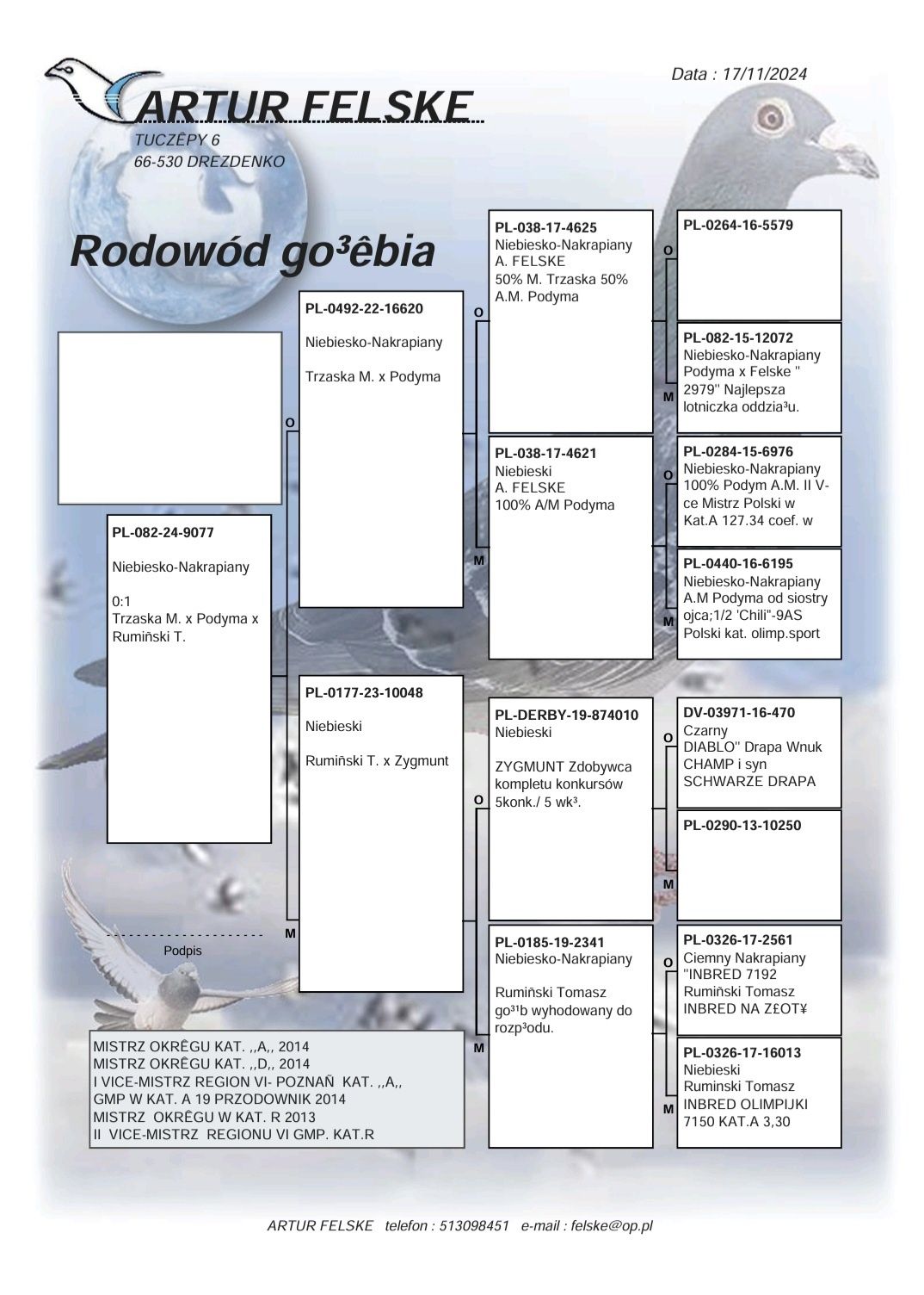 Gołąb pocztowy Samica T.Ruminski x M.Trzaska x A.M. Podyma,,