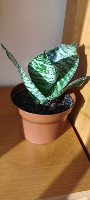 SANSEWIERIA wężownica, zdrowa roślina, żywy kwiat doniczkowy 16 cm