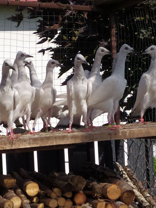 Gołębie srebrniaki