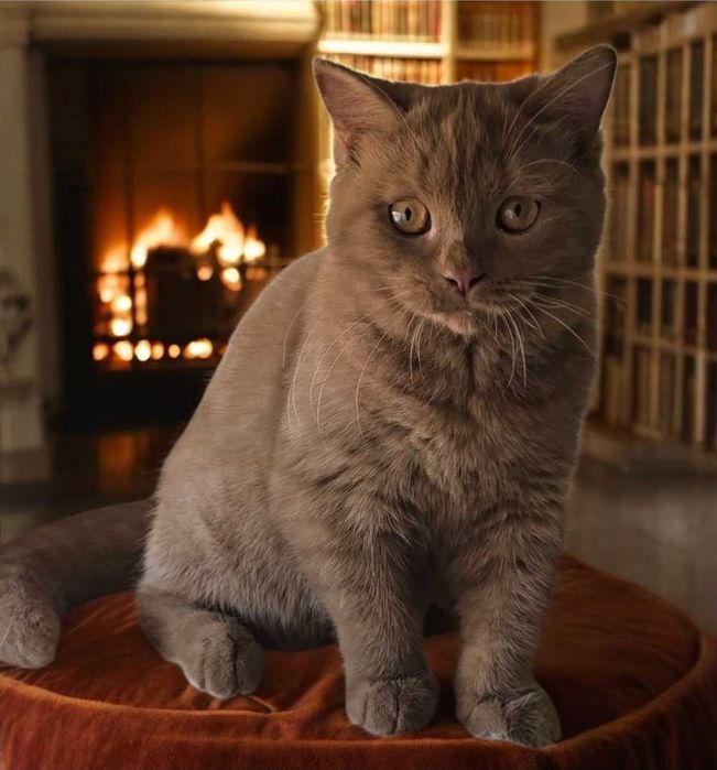 British Shorthair cinnamon com Lop
