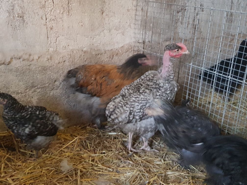 Kurczaki kochin brahma sebrytka