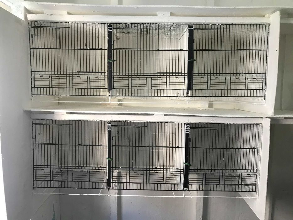 Gaiolas, criação, para canários.