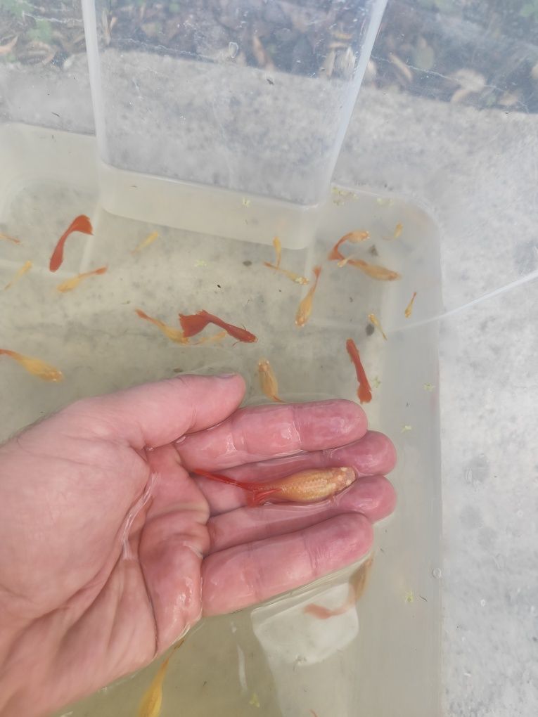 Guppys  Full Red Albinos